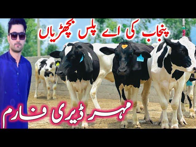 Bachri Farming In Pakistan | Meher Dairy Farm | Holstein Friesian Hiefers || Global Village Farming