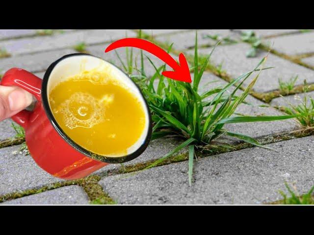 THROW THIS ON THE WEEDS AND THEY WILL DISAPPEAR FOREVER! 5 Natural Solutions!