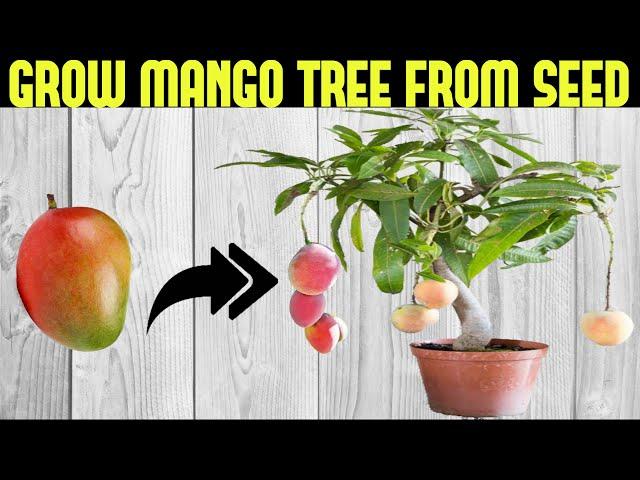 How To Grow a Mango Tree From Seed | SEED TO HARVEST