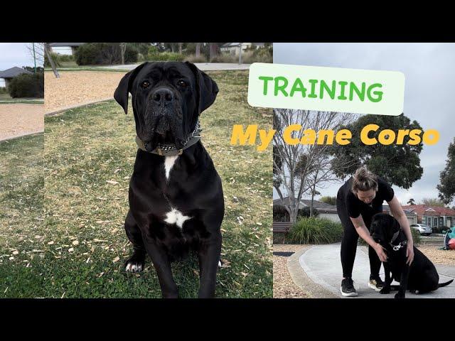 Cane Corso female 4years old TRAINING