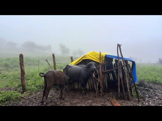 Nepali Mountain Village Life | Rainy Day in Viilage | Himalayan Village Life | Shepherd Life |