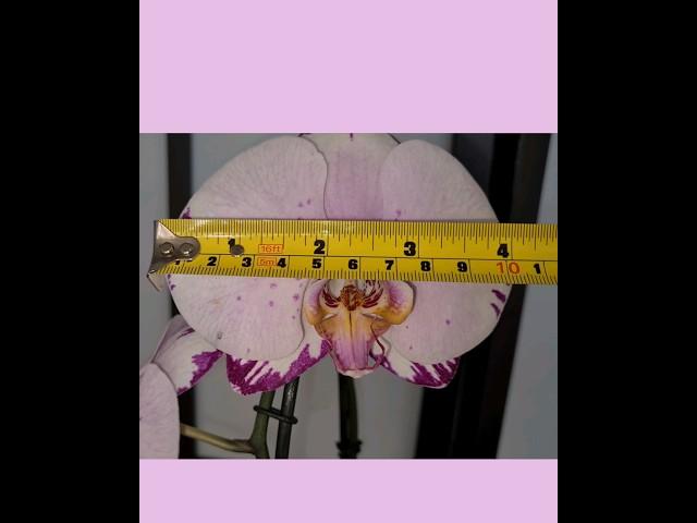  Phalaenopsis 'Magic Art', a 12 cm wide lovely orchid