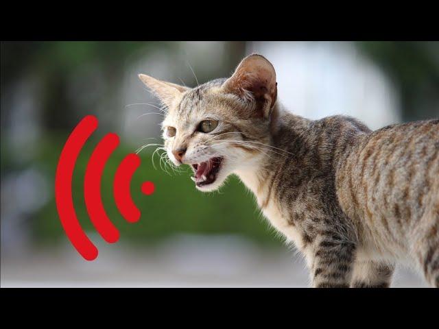 Mother Cat Calling For Her Kittens | Mom Cat Sounds | Mummy Cat Voice | Mama Cats Meowing Videos