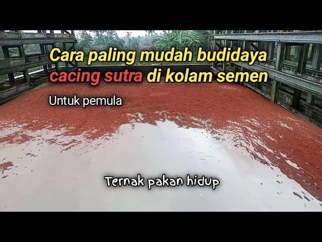 Cara paling mudah budidaya cacing sutra di kolam semen #tubifex #cacingsutra