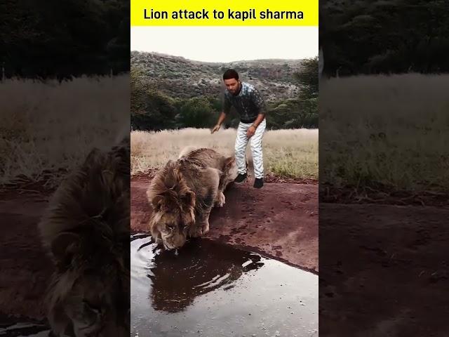 Lion attack to kapil Sharma viral videos ssv entertainments video ssv trending videos|| #shorts