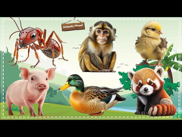 Bustling animal world sounds around us: Ant, Monkey, Chick, Pig, Duck, Red Panda