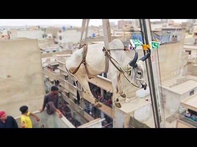 Sacrificial cattle get crane lifted from Karachi rooftop