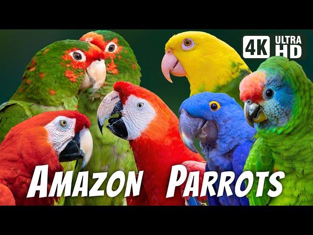 AMAZON PARROTS | COLORFUL BIRDS | BEAUTIFUL NATURE | BIRDS SOUNDS | RELAXING NATURE | CUTE BIRDS