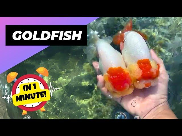 Goldfish  Easiest Fish For Beginners? | 1 Minute Animals