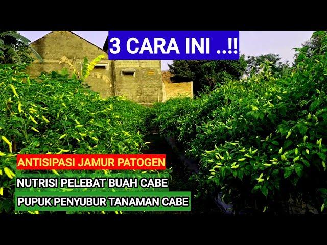 ️HANYA DENGAN 3 PUPUK INI..!! TANAMAN CABE BEBAS JAMUR-TANAMAN SUBUR -BUAHNYA SANGAT BANYAK