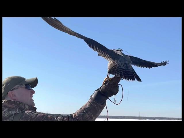 Moscow Falconry Bird Control