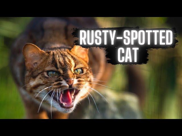 Rusty-Spotted Cat (VERY FEISTY!)