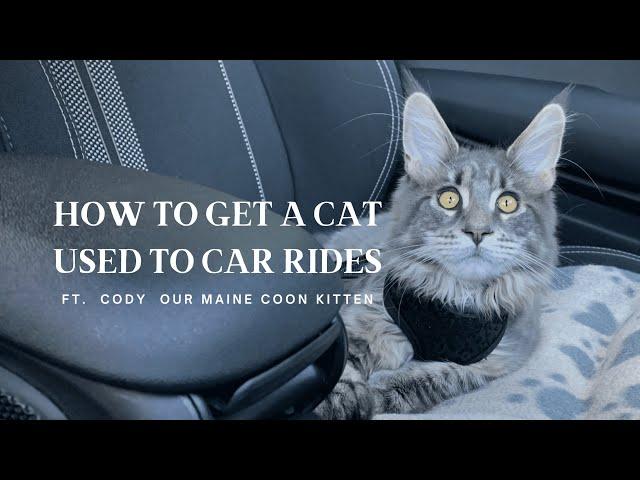 How To Get a Cat Used To Car Rides