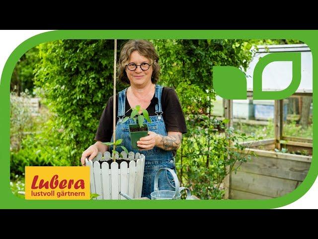 Paprika im Topf pflanzen: Unsere Anleitung für den Anbau des gesunden Fruchtgemüses im Kübel