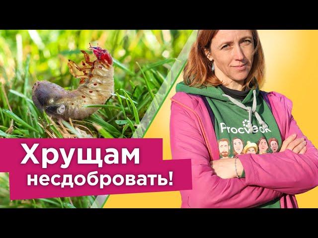 ХРУЩИ ИСЧЕЗНУТ С УЧАСТКА! Как избавиться от личинок майского жука надолго? Все действенные способы