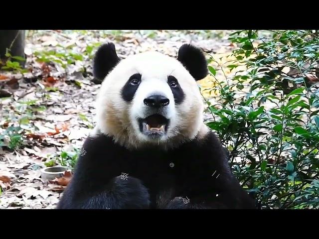 Catching Cats with Ai Jiu: The Elusive Panda and Its Adorable Antics! #PandaProblems...