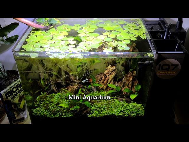 IQ7 Dymax Fresh/Salt water mini Aquarium