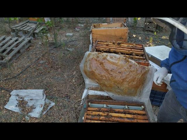 Honey Harvesting 26/09/2021 ! CHANGE COLONY QUEEN BETWEEN. #beekeeping #honey #bee