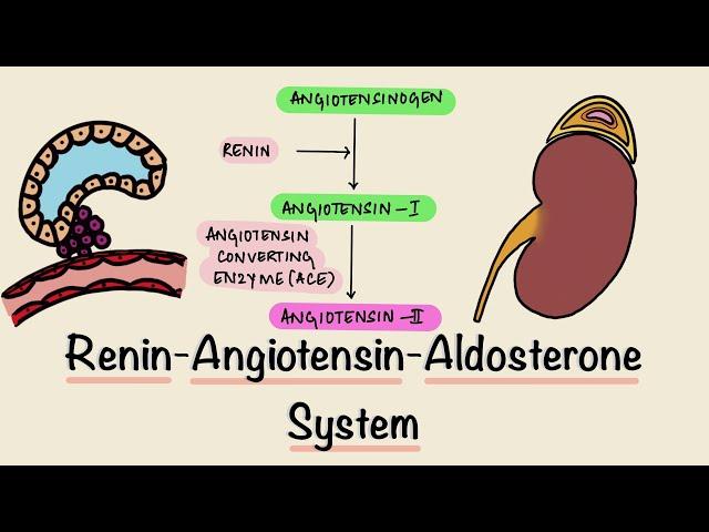 Renin Angiotensin Aldosterone System | RAAS | Juxtaglomerular Apparatus | JGA | Renal Physiology