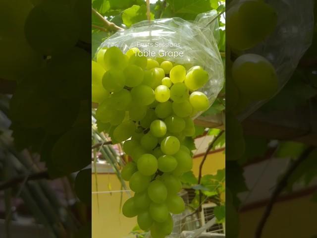 Fruits Session #shorts #harvest #buahbuahan #anggur #vinograd