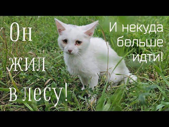 Котёнок полз на дорогу к людям просить еду/он жил в лесу и некуда больше идти/help save the kitten