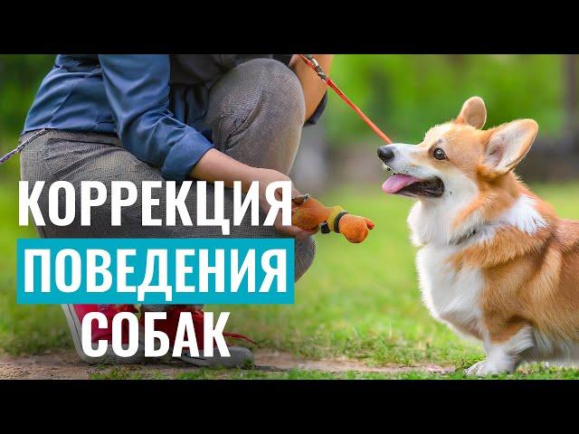 Как исправить ПРОБЛЕМНОЕ ПОВЕДЕНИЕ у собаки? Коррекция поведения собак - самые результативные методы