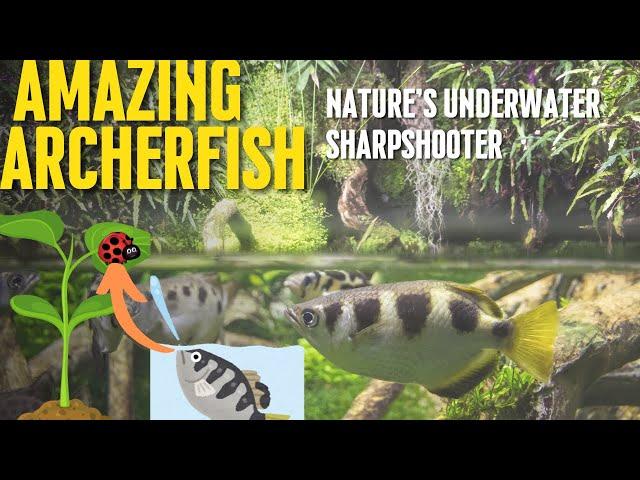 The Amazing Archerfish: Nature's Underwater Sharpshooter | Wildlife Documentary