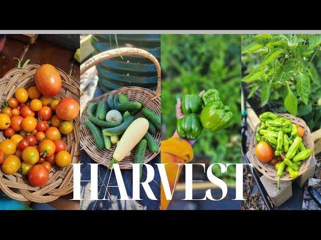 Over 20 pounds of Fresh Produce Grown In My Front Yard | Our FIRST Tomatoes and Peppers