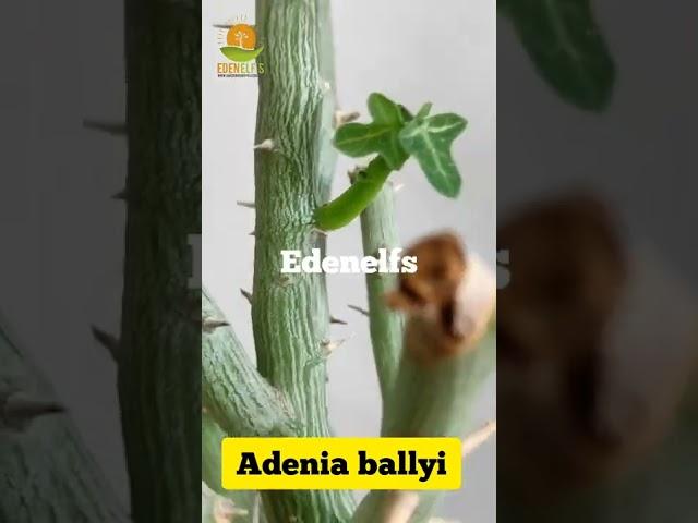 Adenia Ballyi | Caudex