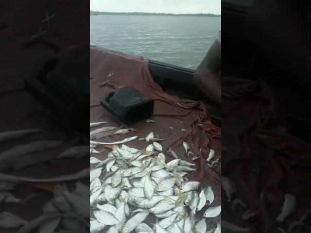 Fish Catching Form Chinai River In Sundarban