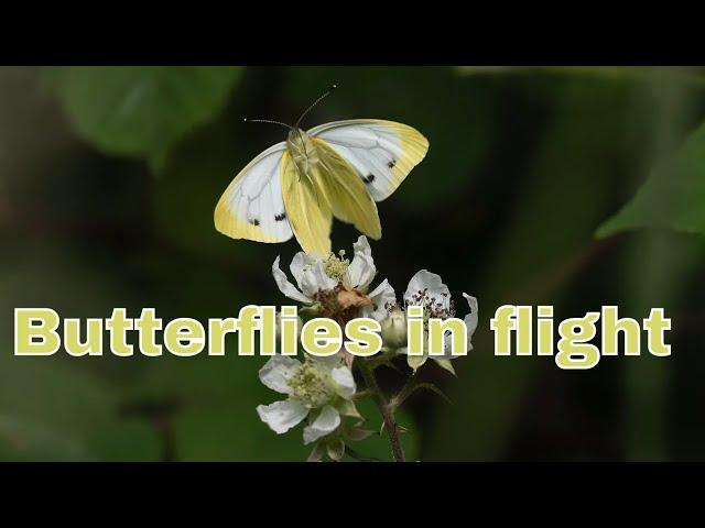 A new pro technique for photographing Butterflies on "Camilla & I"