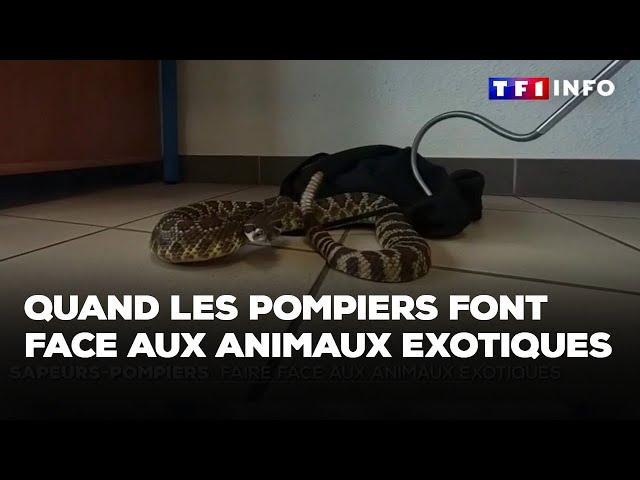 Quand les pompiers font face aux animaux exotiques｜TF1 INFO