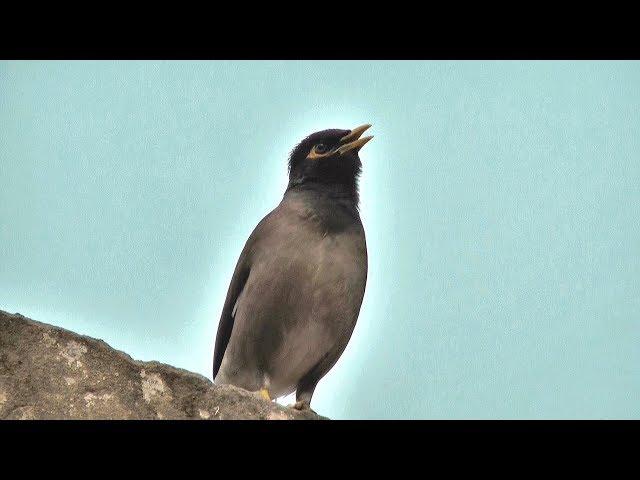 myna bird song / myna bird sound /mynah bird singing