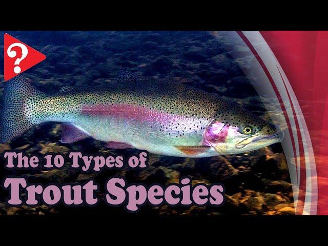 "Wait, There are 10 Types of Trout You Don't Know About?! Uncover Them Now!"