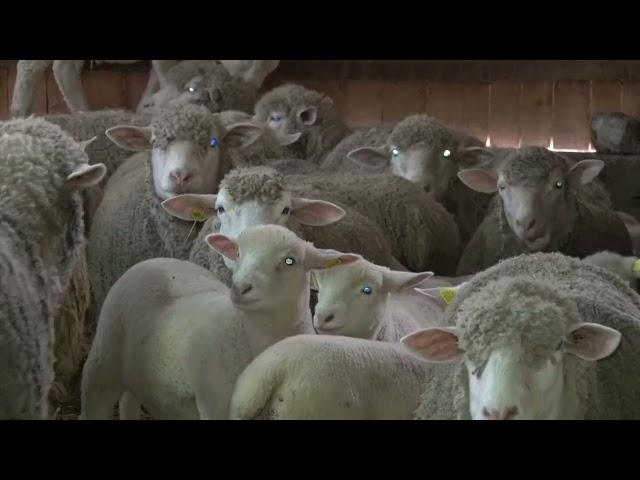 NEMA VEĆE SREĆE ZA MENE NEGO KAD ZABLEJI OVCA!! Farma Il de France Glišović, Bresnica