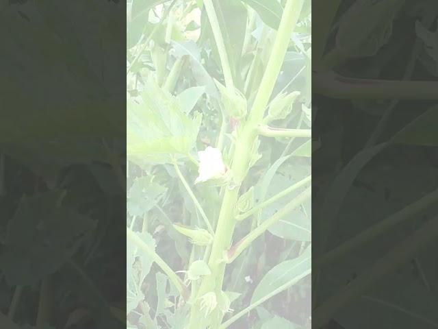 भिन्डी की सब्जी  #short #nature #vegetables #ladyfinger  #bhindisabji #virelshort #youtubeshorts