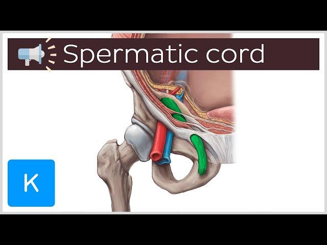 Spermatic cord | Anatomical Terms Pronunciation by Kenhub