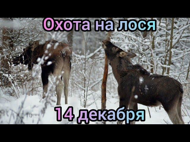 Загонная охота на лосей 14 декабря 2024.