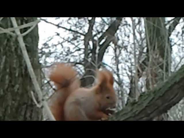 Winter Squirrel