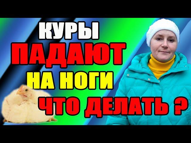 Почему куры падают на ноги. Как спасти курицу.