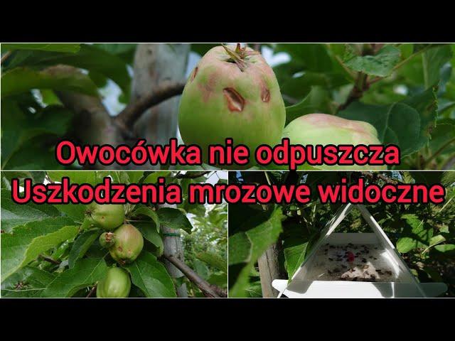 Z Sadu 1 Czerwca 2024. Owocówka nie odpuszcza, Uszkodzenia mrozowe duże.  Mini Kiwi odbija