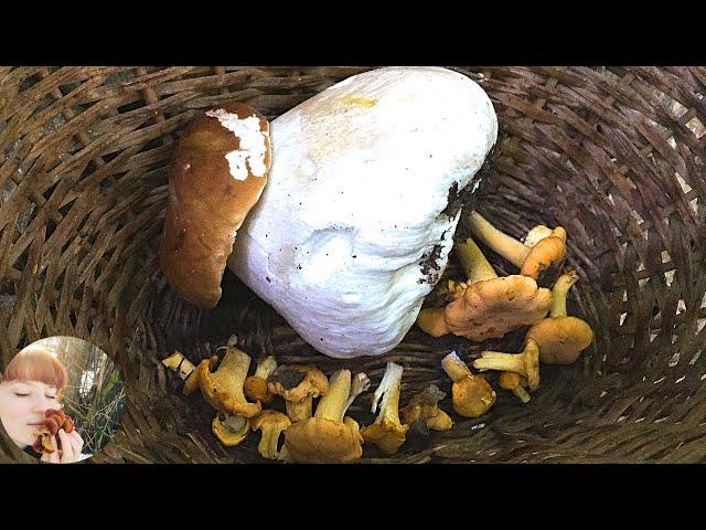 Magic mushrooms in the summer: Chanterelles, Porcini, Maremuha and Common stinkhorn. June 2020