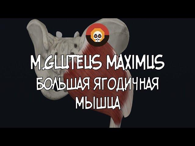 Большая ягодичная мышца (m. gluteus maximus) 3D Анатомия