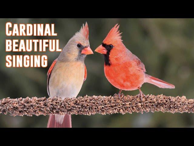 Cardinal beautiful singing for 1 hour  