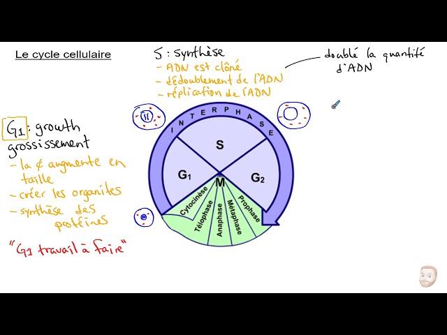 Le cycle cellulaire