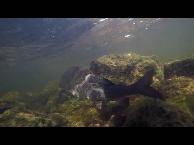 Salmon and grayling in Tornio River and Naamijoki river in Lapland Finland