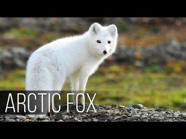 ARCTIC FOX is the most agile hunter in the harsh polar climate