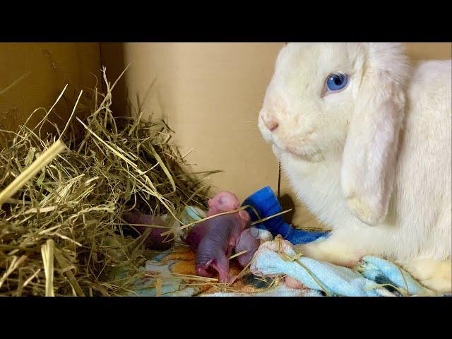 Rabbit giving birth to 5 baby bunnies