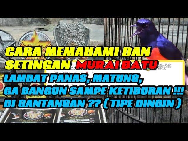 CARA MENGATASI MURAI BATU TIPE DINGIN SUSAH BANGUN