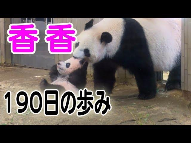 香香（シャンシャン）190日の歩み